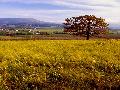 Kozlovice