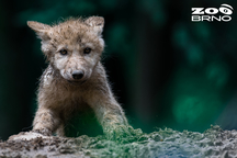 Zoo Brno a stanice zájmových činností